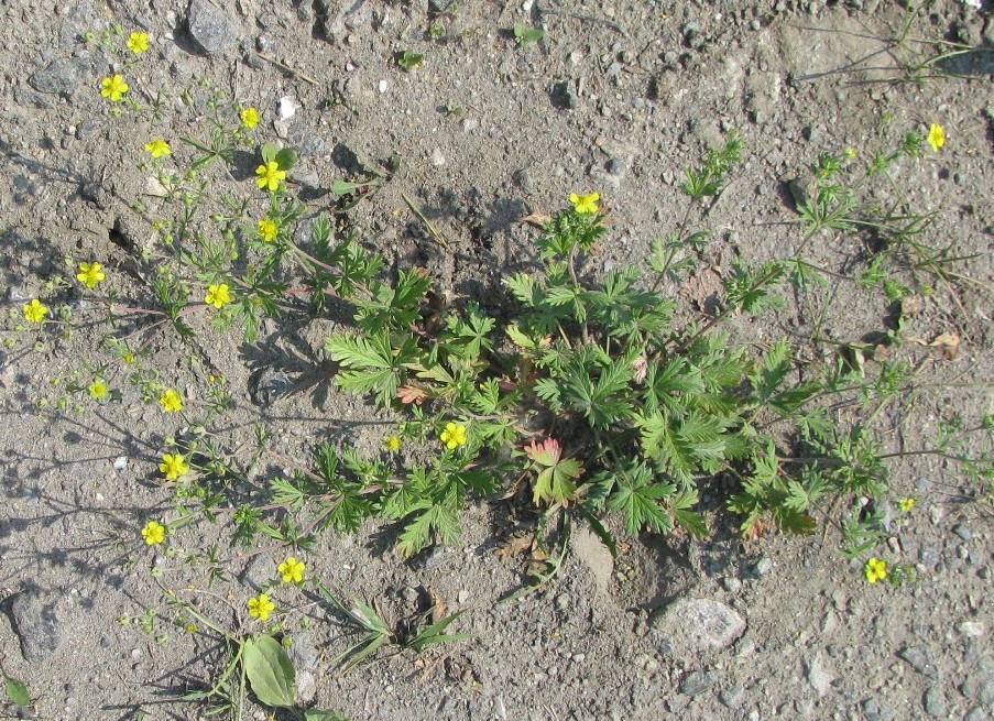 Image of Potentilla intermedia specimen.