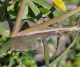 Sonchus tenerrimus. Часть побега. Республика Кипр, окр. г. Лимасол (Λεμεσός), рудеральное местообитание недалеко от пляжа. 22.02.2019.