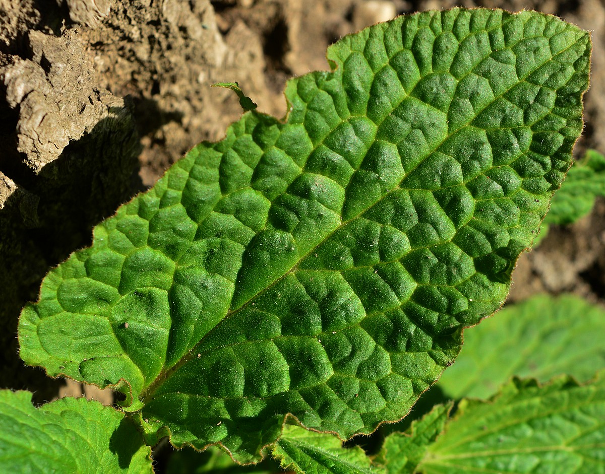 Изображение особи Symphytum tauricum.