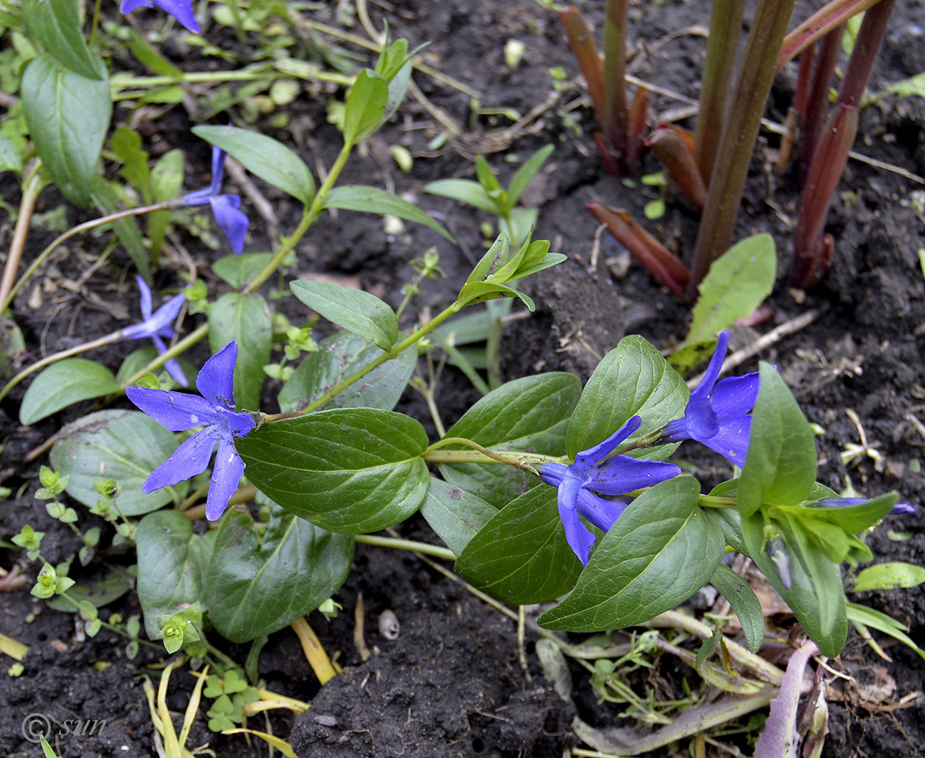 Image of Vinca herbacea specimen.