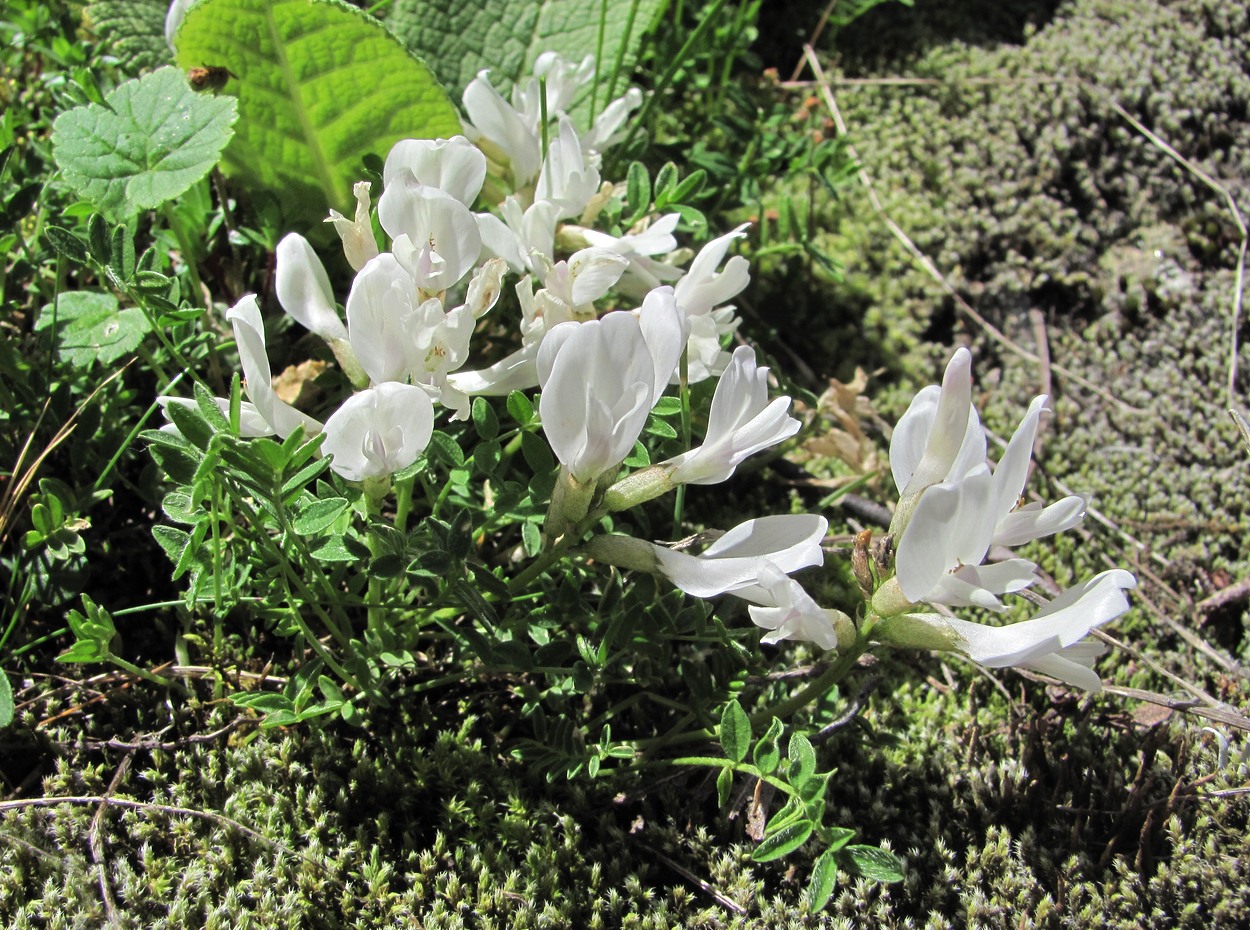 Image of Astragalus levieri specimen.