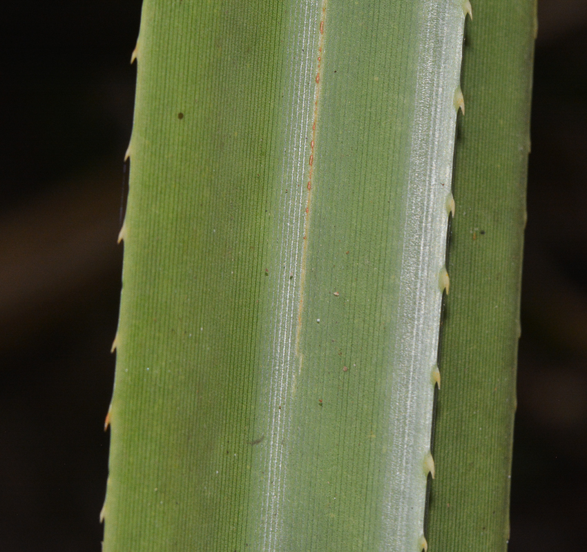 Image of Pandanus rabaiensis specimen.