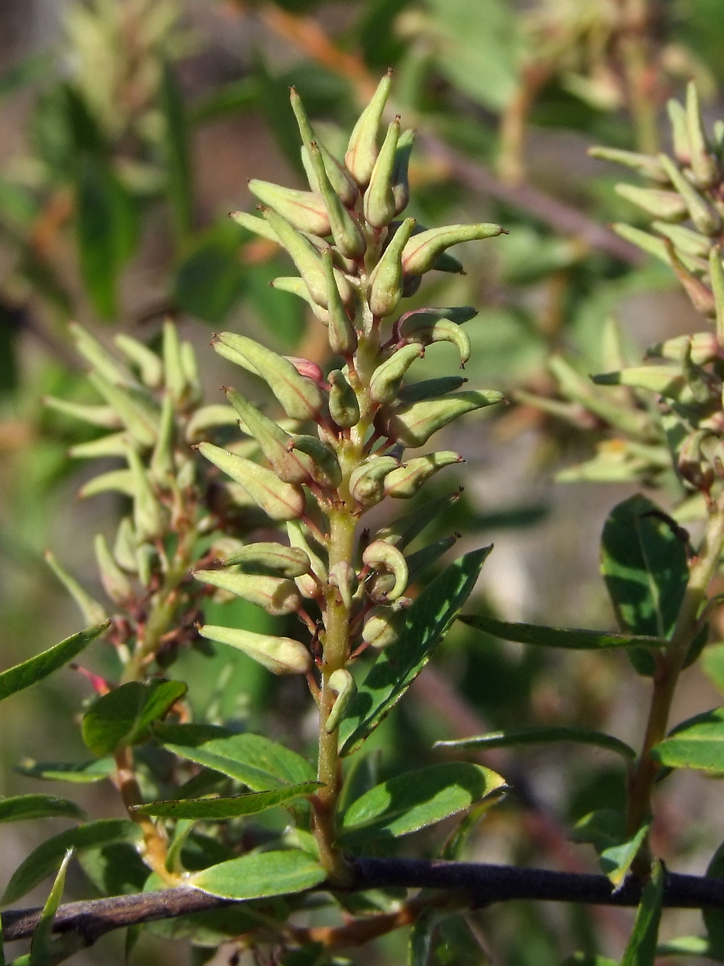 Image of Salix myrtilloides specimen.