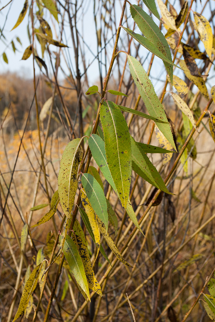 Изображение особи Salix euxina.