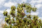 Arbutus andrachne. Верхушки веток с соплодиями. Израиль, Шарон, г. Тель-Авив, ботанический сад университета. 22.10.2018.