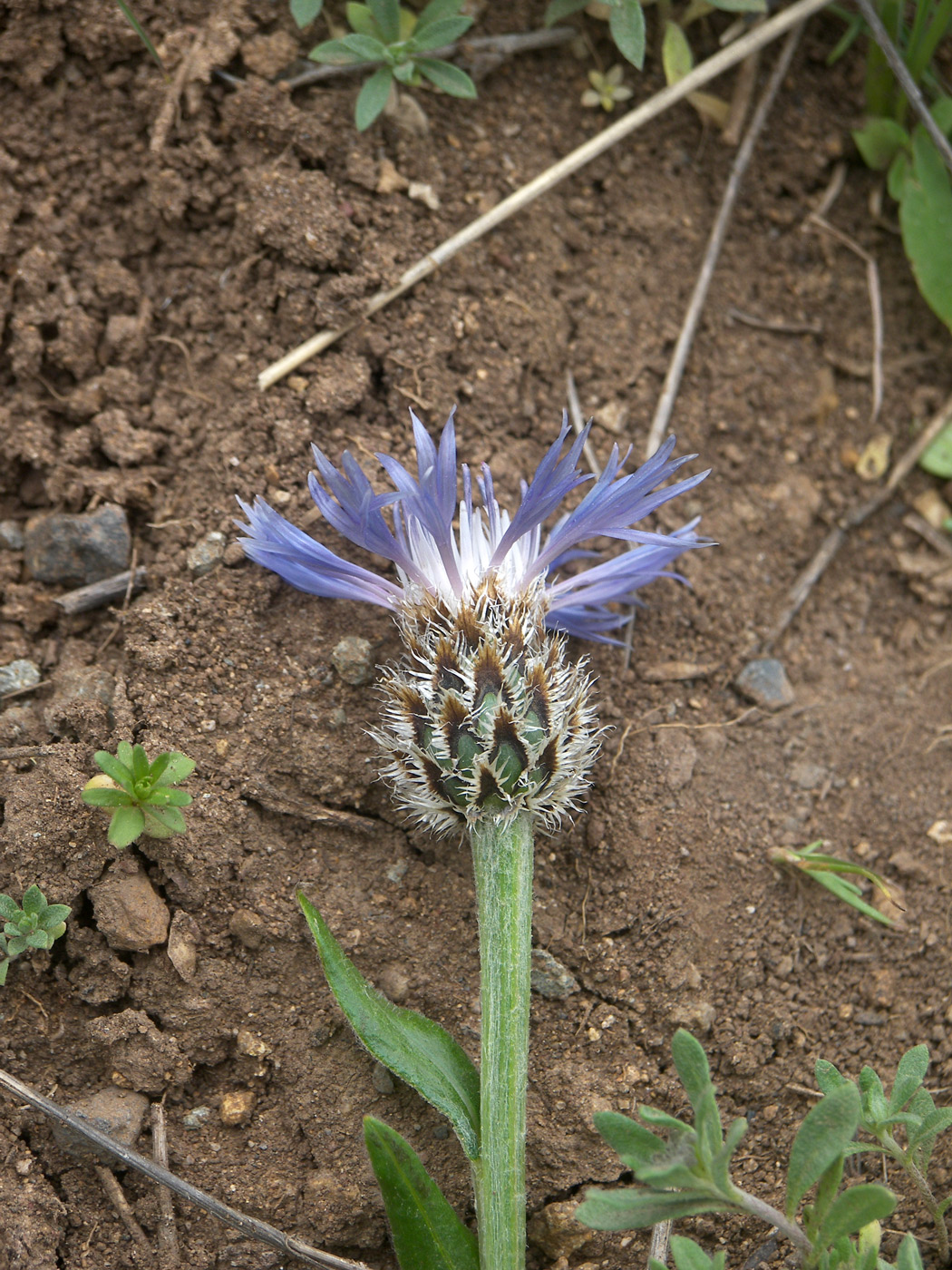 Image of Centaurea triumfettii specimen.