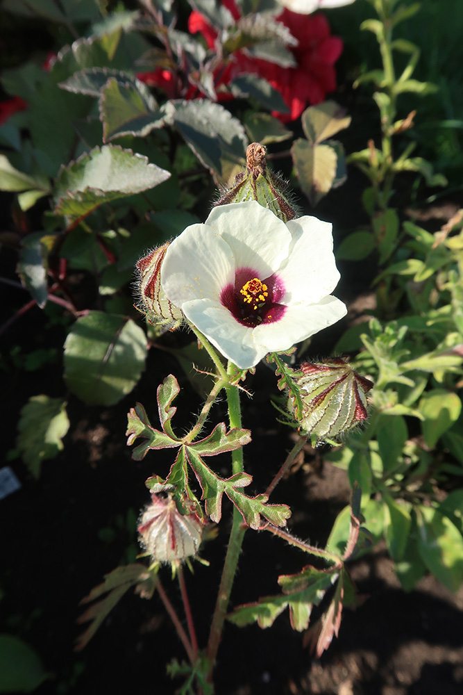 Изображение особи Hibiscus trionum.