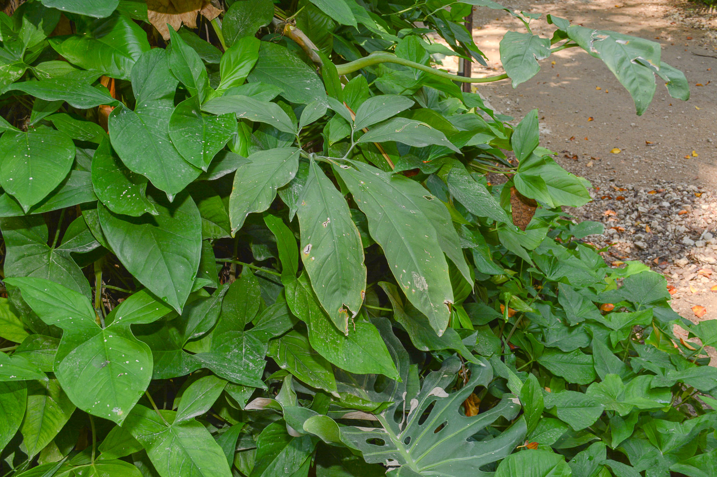 Изображение особи Syngonium podophyllum.