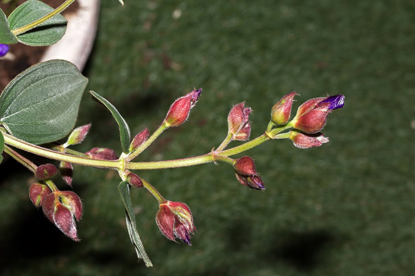 Image of Tibouchina urvilleana specimen.