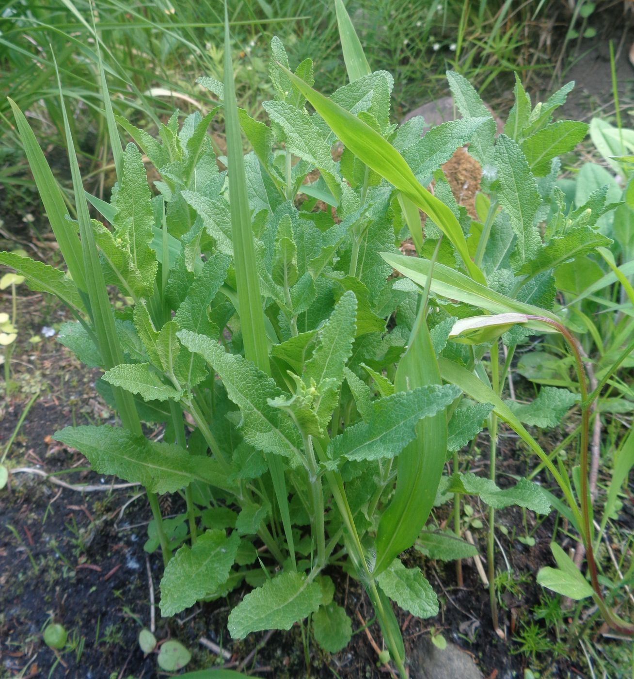 Изображение особи род Salvia.