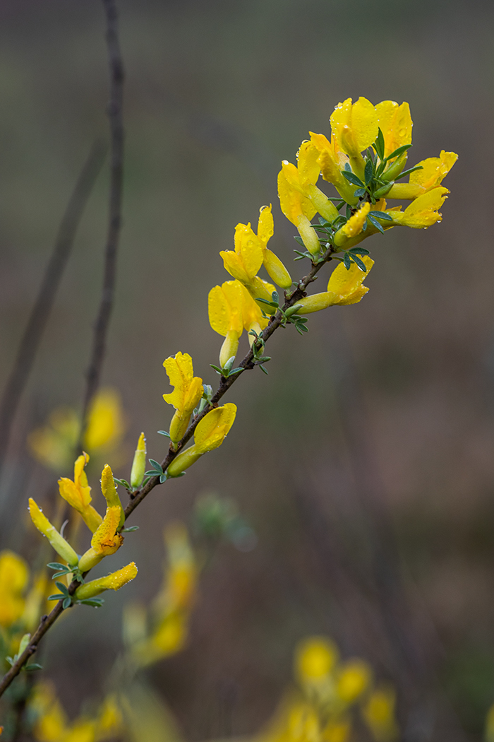 Изображение особи Chamaecytisus borysthenicus.