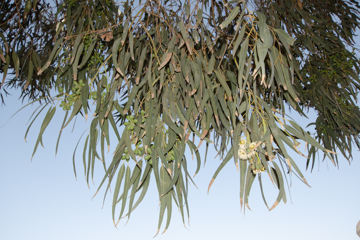 Image of genus Eucalyptus specimen.