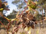 Silphium perfoliatum