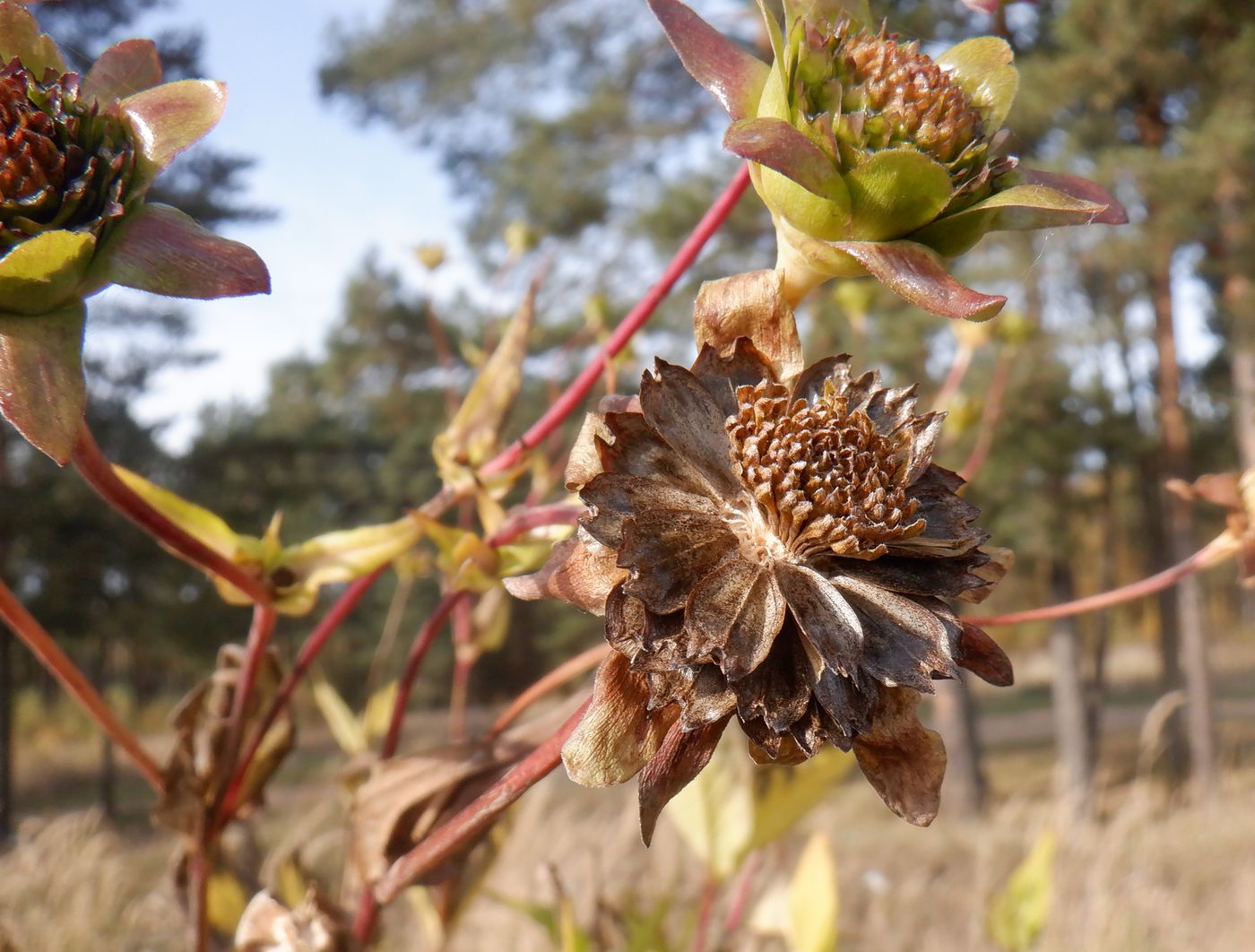 Изображение особи Silphium perfoliatum.