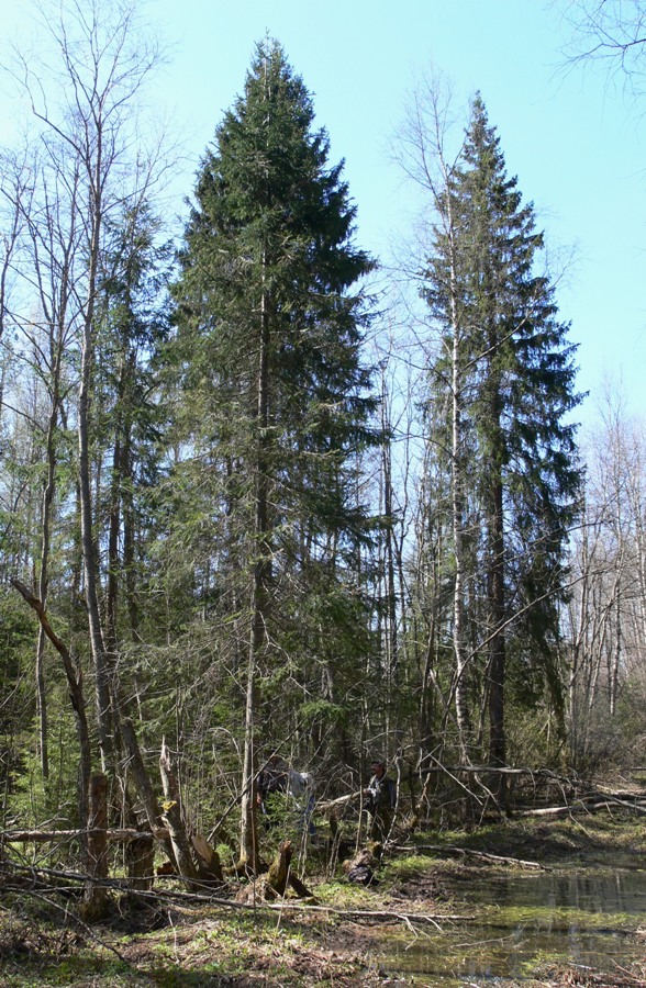 Image of Abies balsamea specimen.