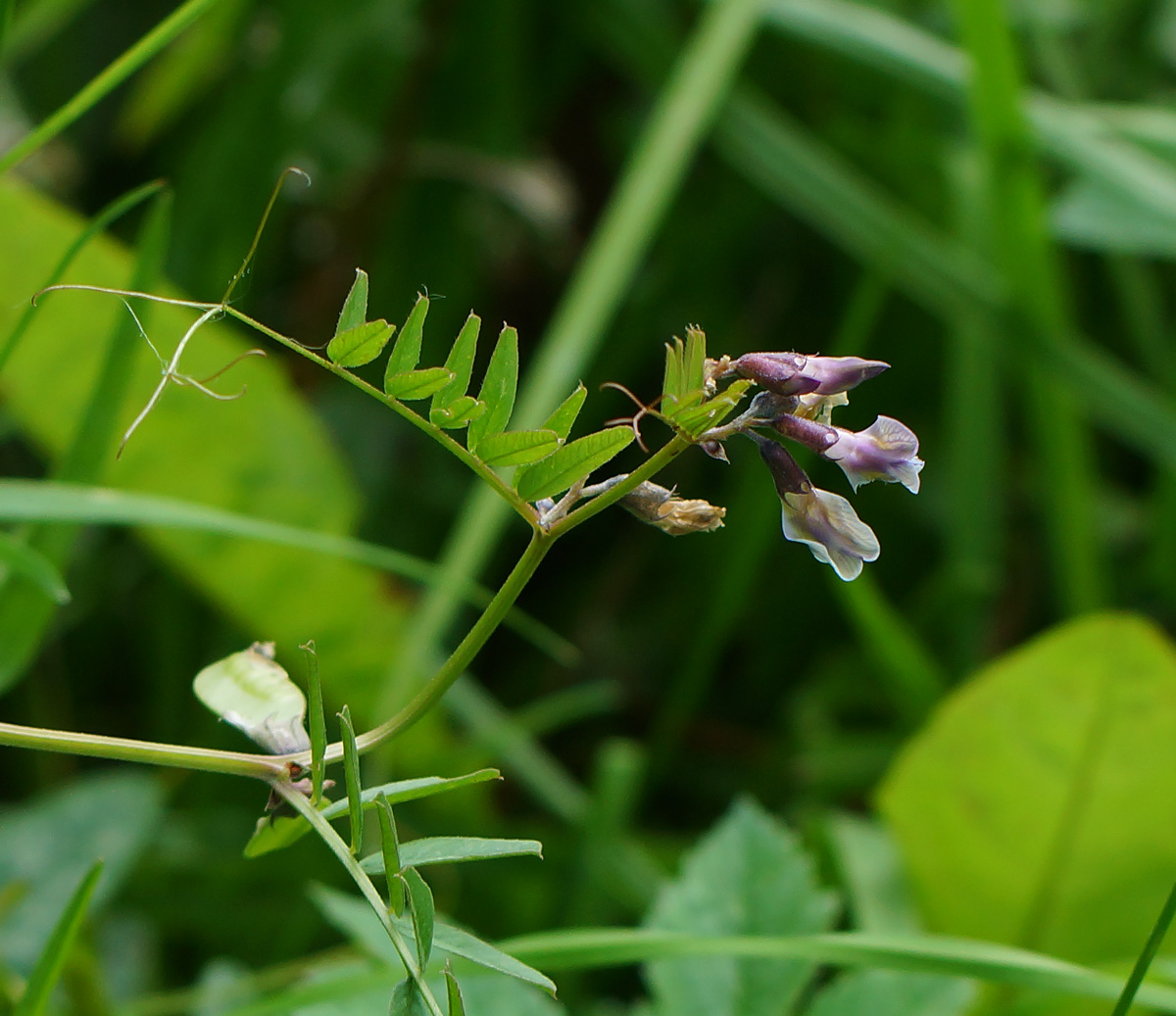 Image of Vicia sepium specimen.