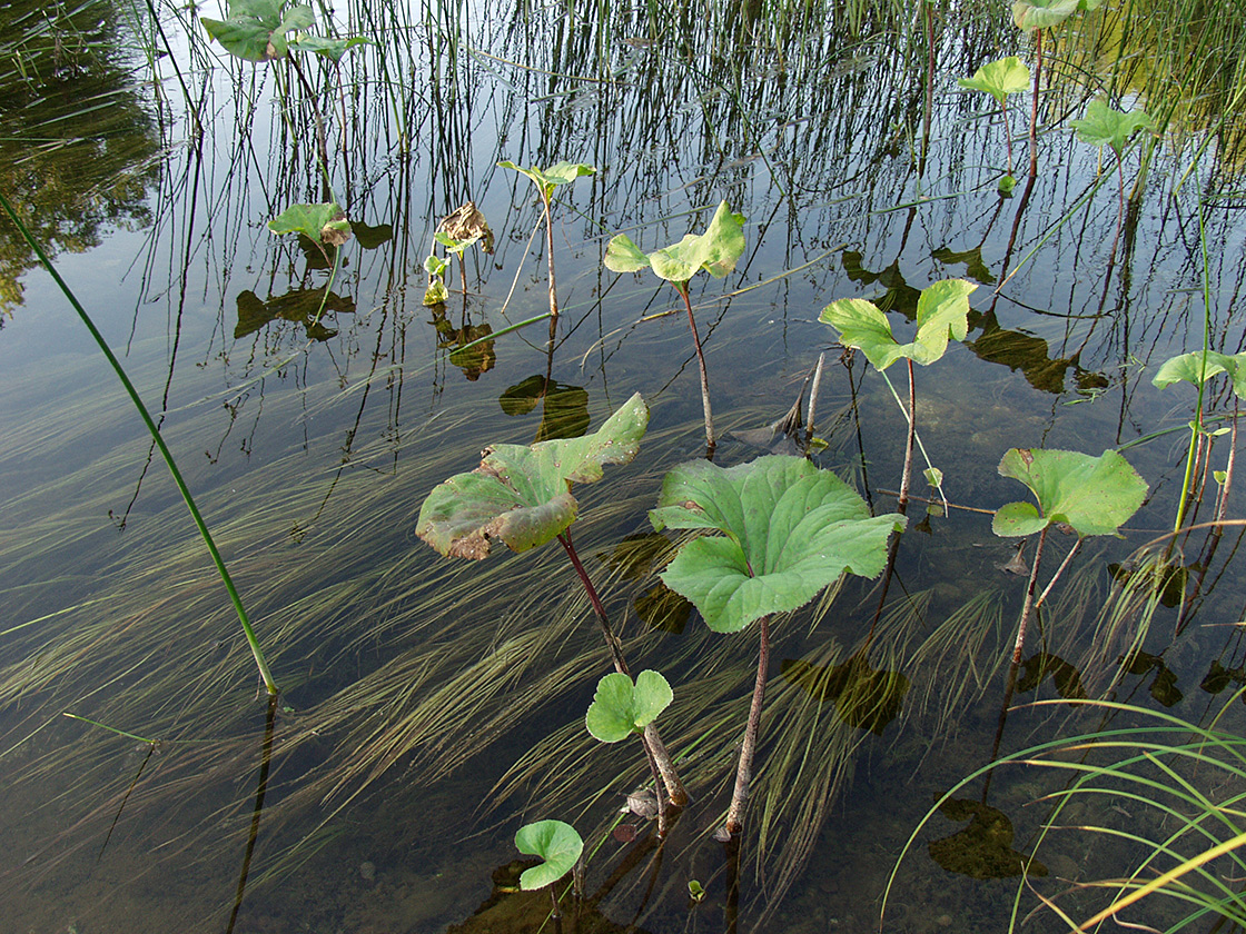 Image of Petasites radiatus specimen.