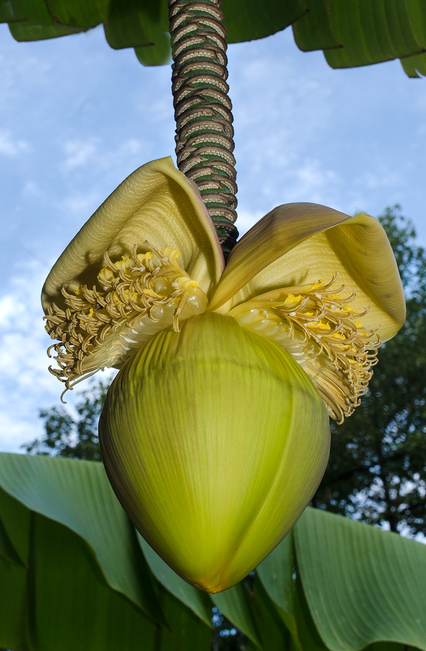 Image of Musa basjoo specimen.