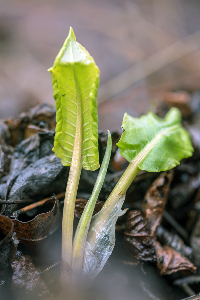 Изображение особи род Rumex.