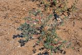 Petrosimonia brachiata. Вегетирующее растение. Калмыкия, Лаганский р-н, г. Лагань, пустырь. 20.08.2020.