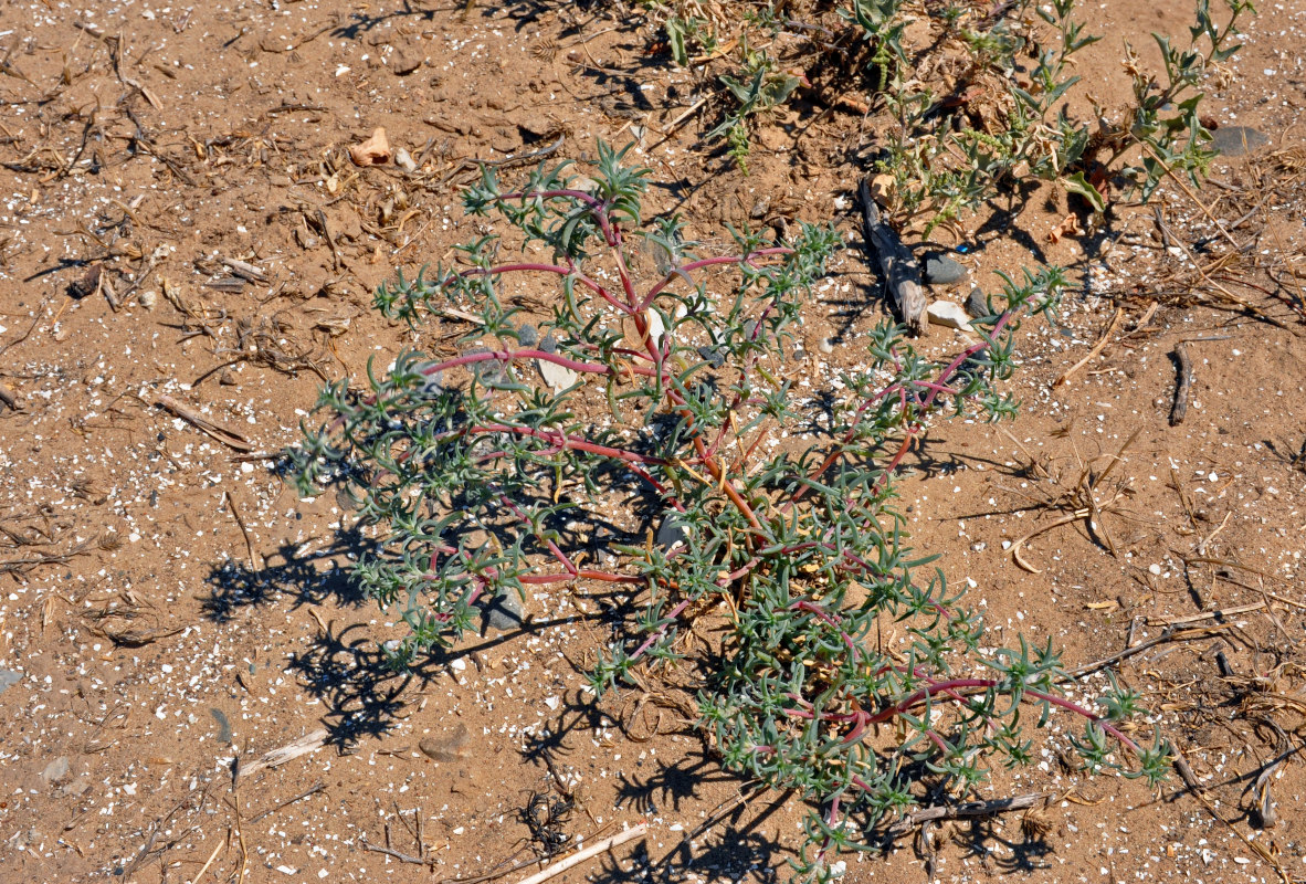 Image of Petrosimonia brachiata specimen.