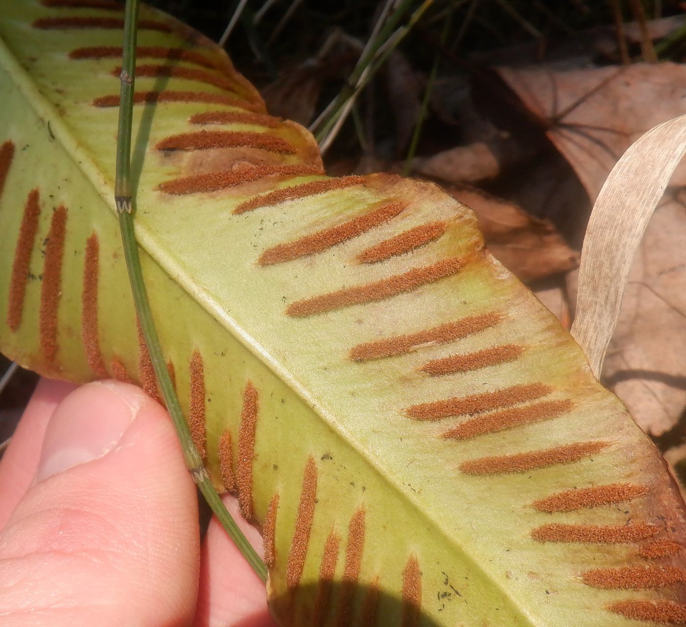 Изображение особи Phyllitis scolopendrium.