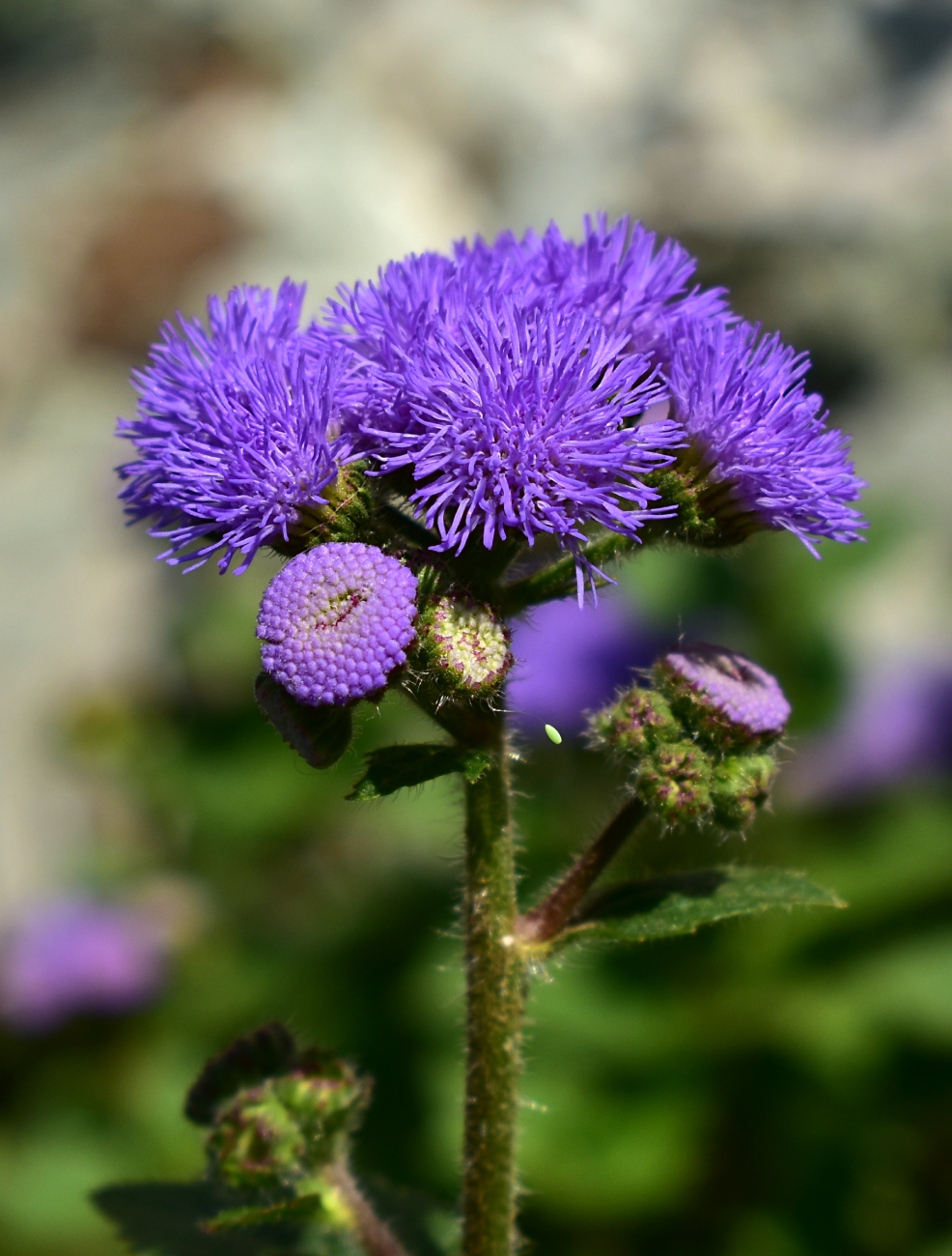 Image of Ageratum houstonianum specimen.