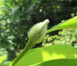 Смотреть изображение Magnolia zenii