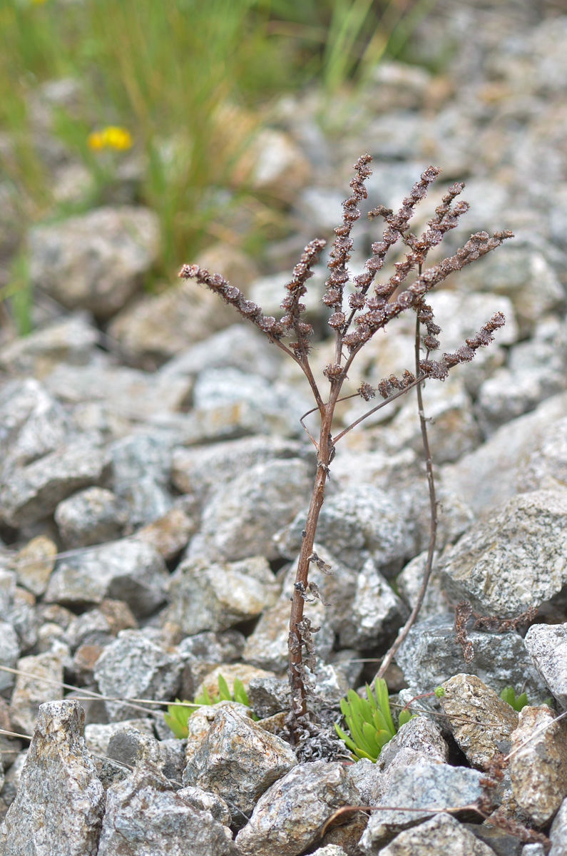 Image of Sempervivum caucasicum specimen.