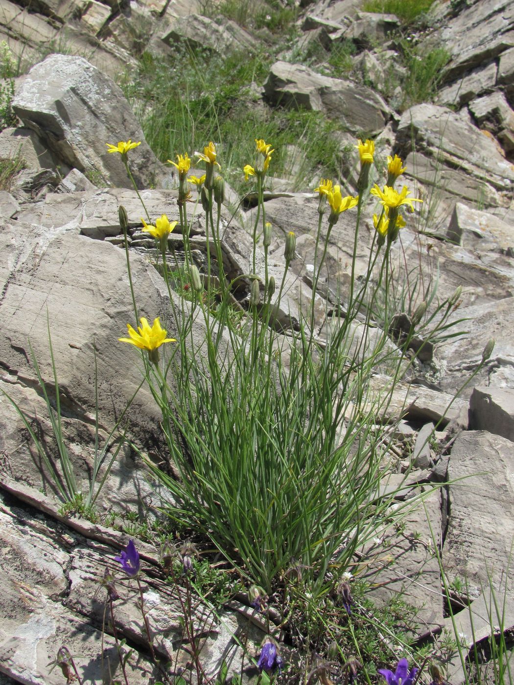 Image of Scorzonera filifolia specimen.