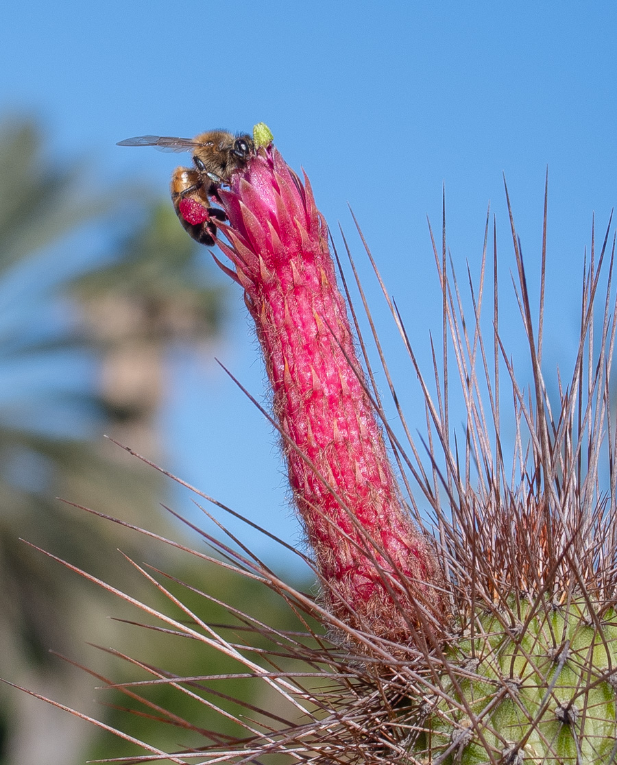 Изображение особи Cleistocactus baumannii.