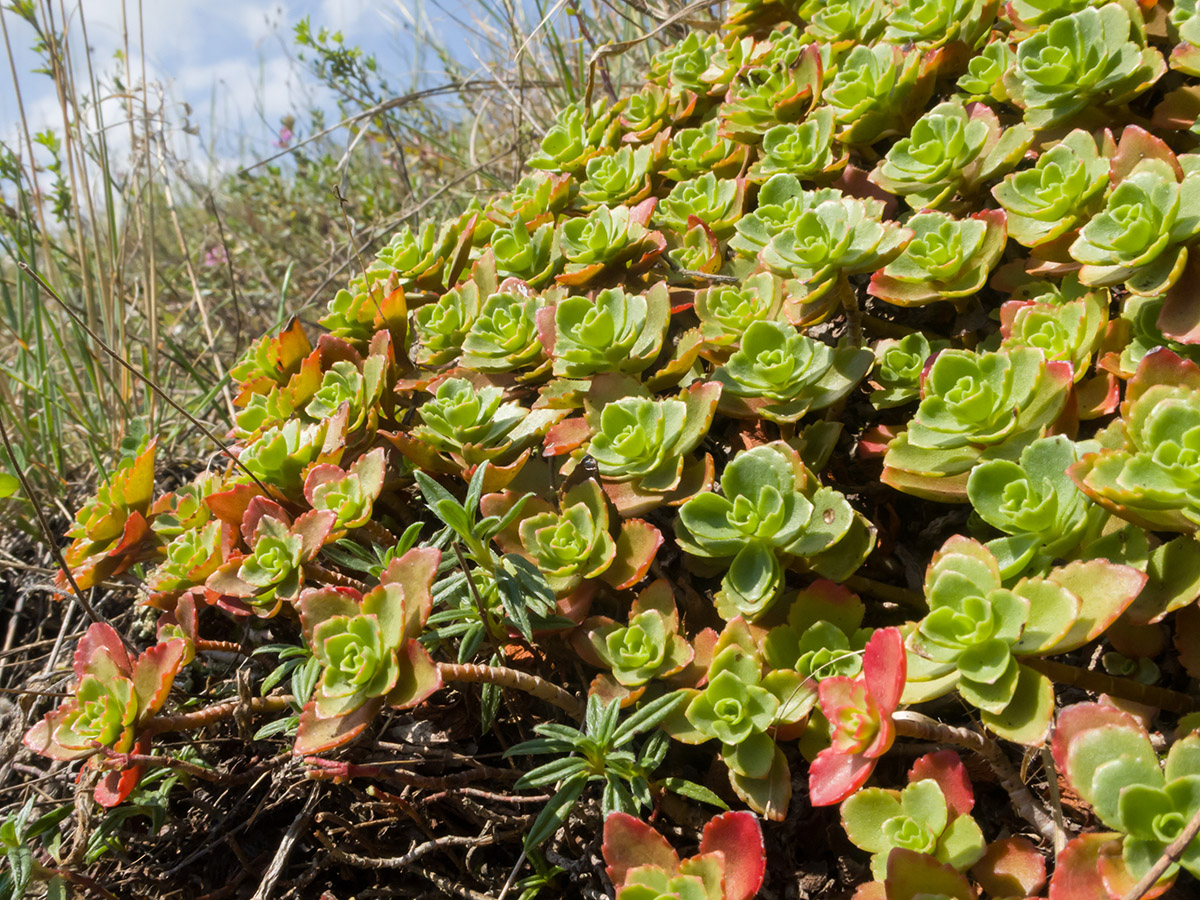 Изображение особи Sedum spurium.