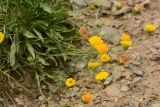 Erigeron cabulicus