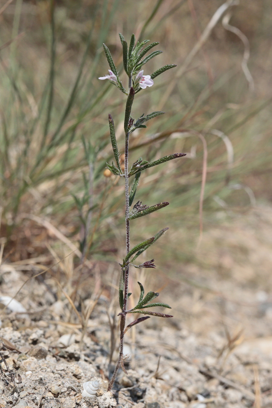 Image of Satureja hortensis specimen.