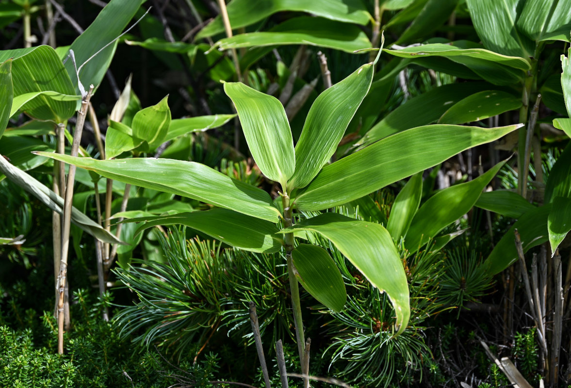 Image of genus Sasa specimen.