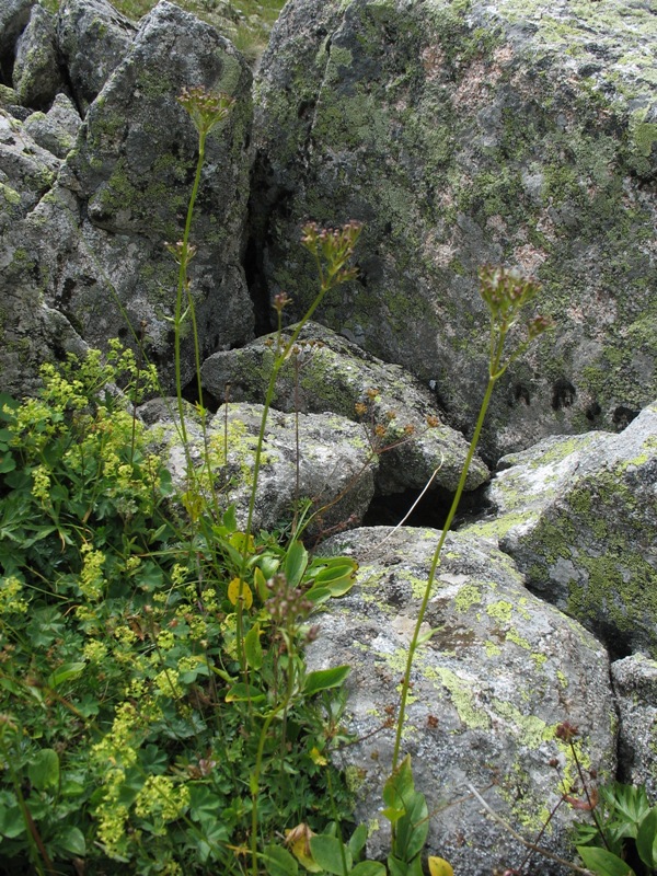 Image of Valeriana alpestris specimen.