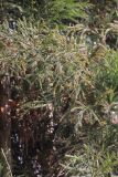 класс Pinopsida. Ветви с хвоей и микростробилами. Непал, провинция Багмати, р-н Катманду, национальный парк \"Шивапури-Нагарджун\". 30.11.2017.