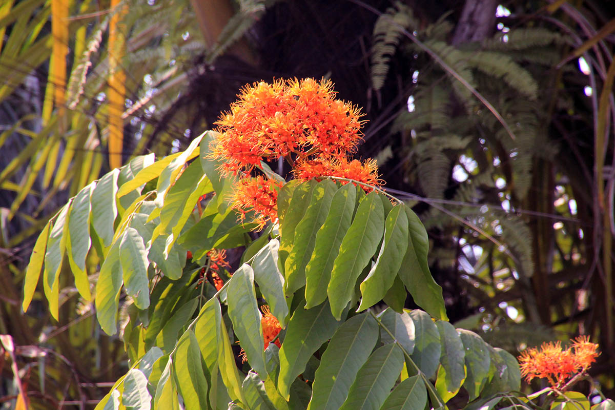 Image of genus Saraca specimen.