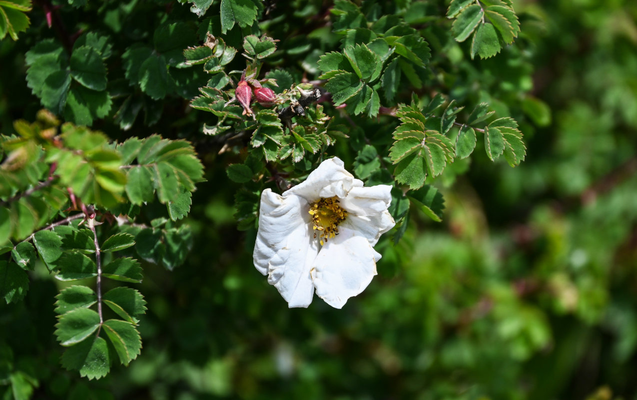 Image of Rosa nanothamnus specimen.