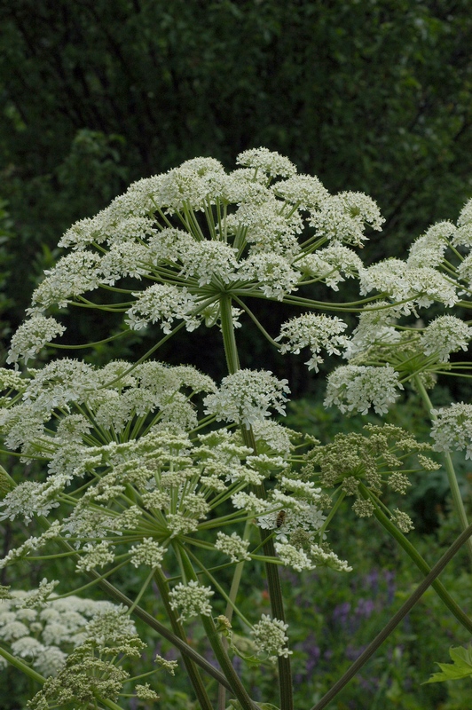 Image of Heracleum dissectum specimen.