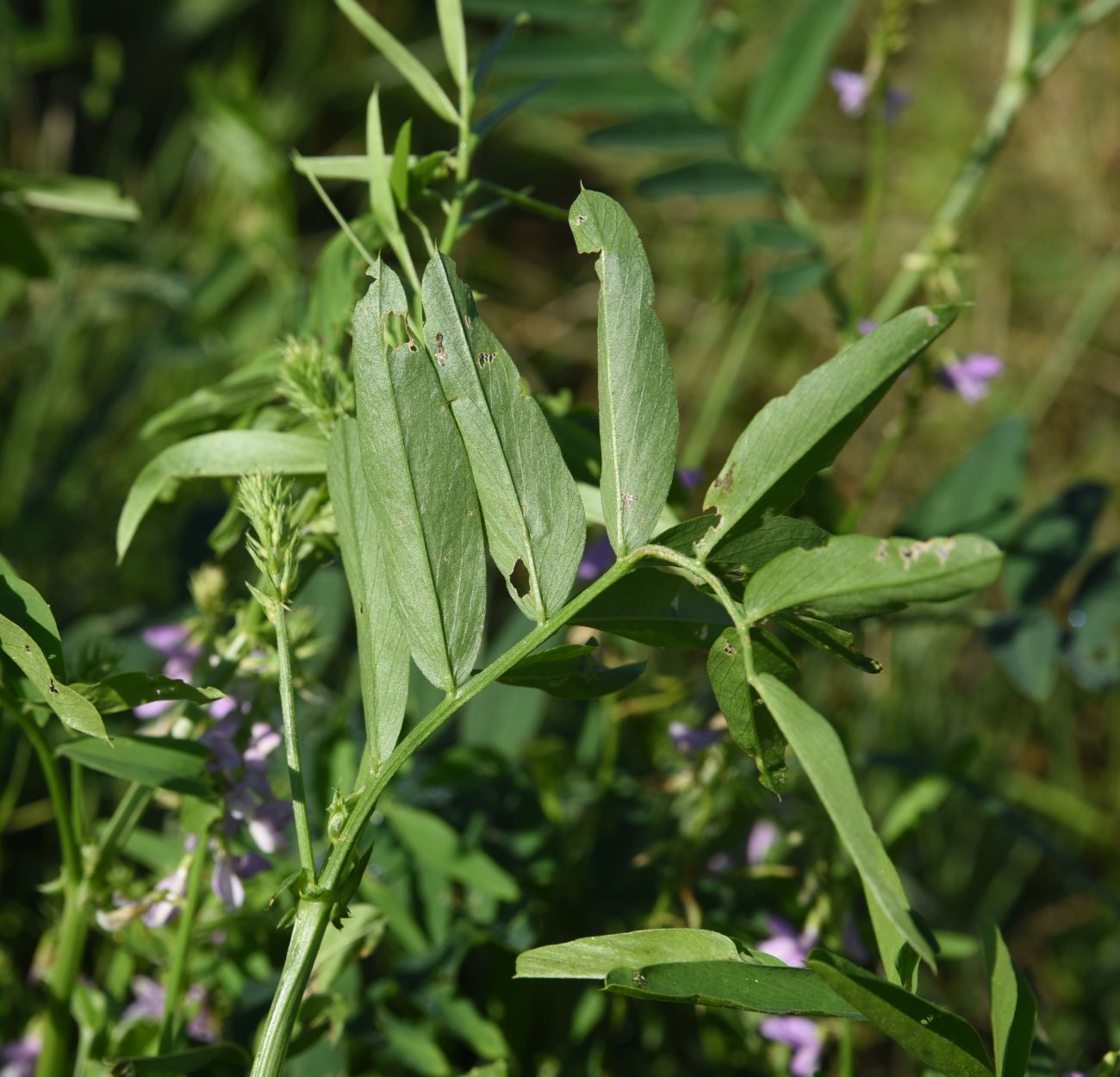 Изображение особи Galega officinalis.