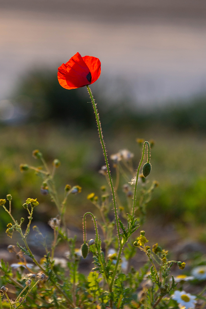 Image of Papaver umbonatum specimen.