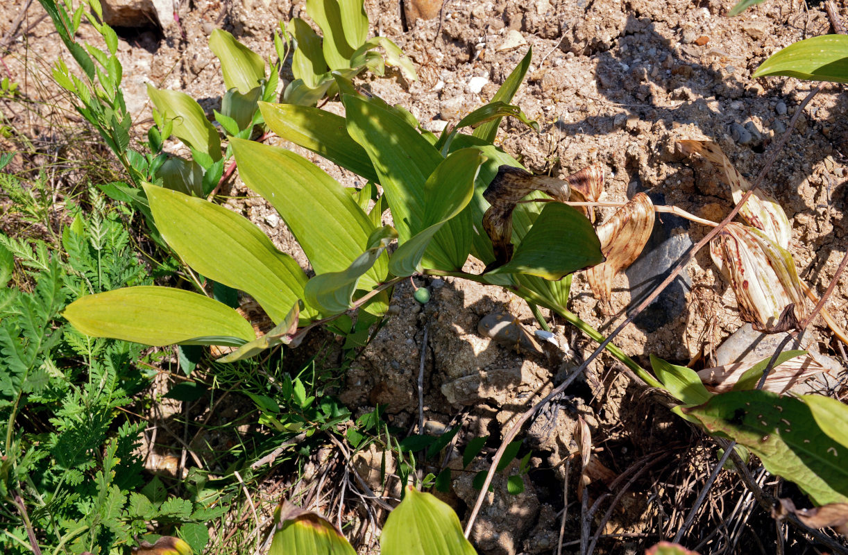 Image of genus Polygonatum specimen.