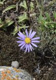 Aster alpinus