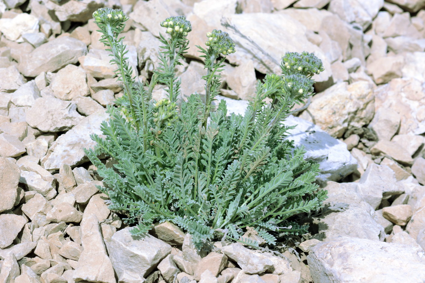 Image of Smelowskia calycina specimen.