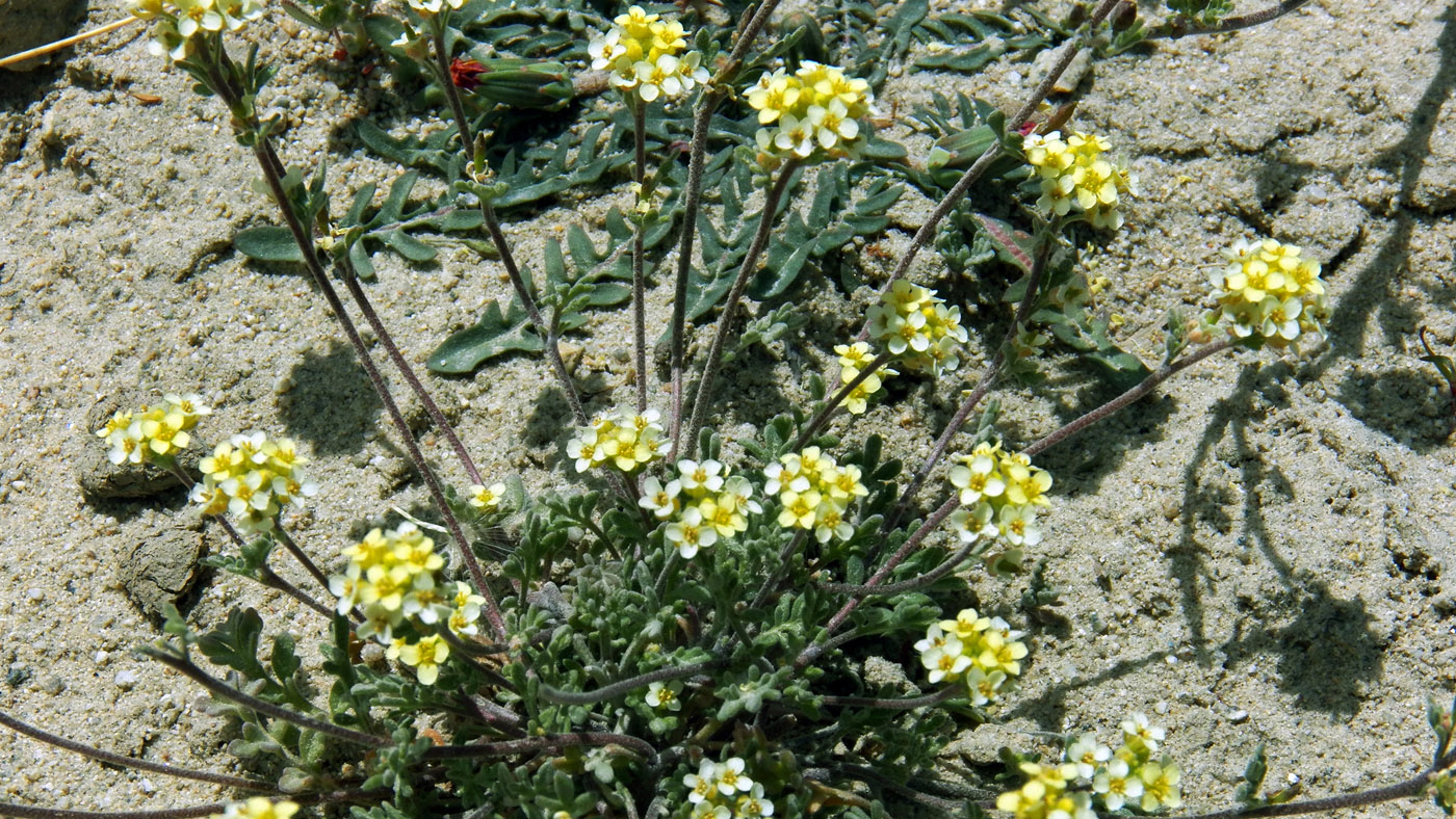 Image of Sophiopsis sisymbrioides specimen.