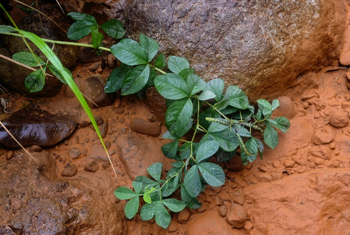 Image of Thermopsis lupinoides specimen.