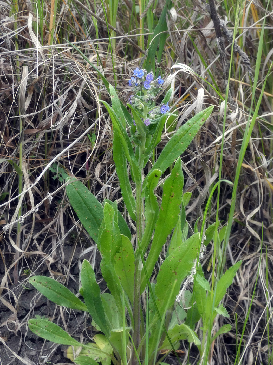 Изображение особи Cynoglottis barrelieri.