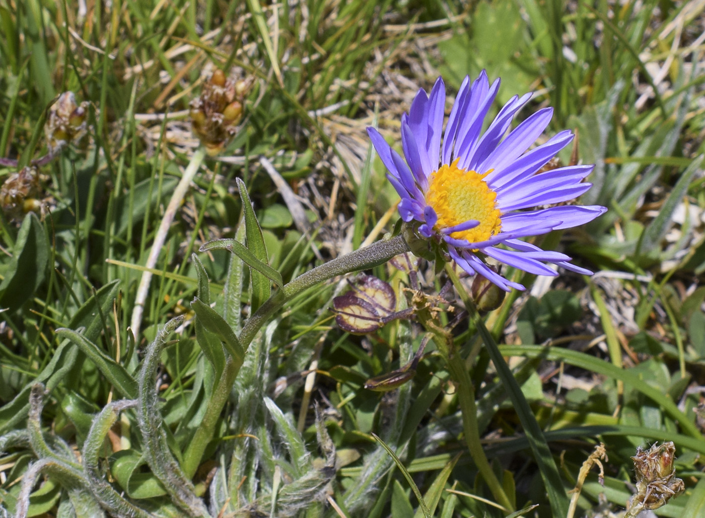 Изображение особи Aster alpinus.