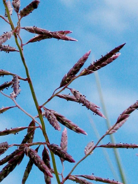 Image of Eragrostis barrelieri specimen.